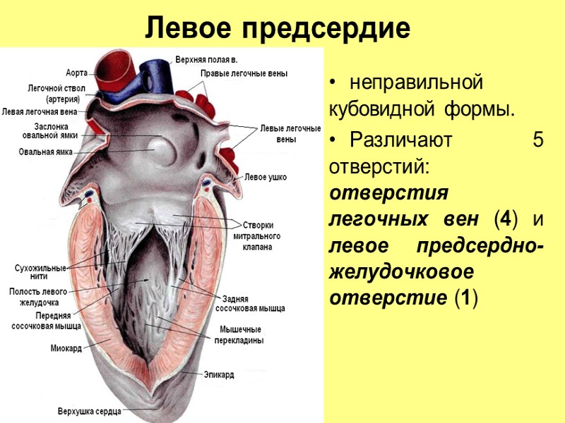 неправильной кубовидной формы.  Различают 5 отверстий: отверстия легочных вен (4) и левое предсердно-желудочковое